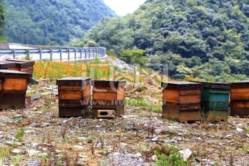 蜂箱 山中放蜂 蜜蜂 养蜂场