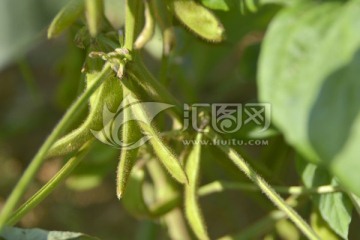 大豆 植株和荚果