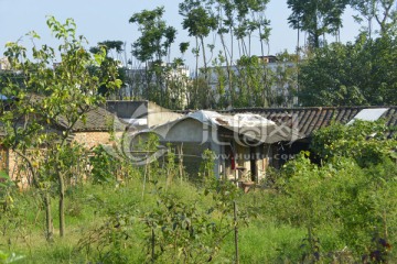 乡村风光 城市近郊农村村庄