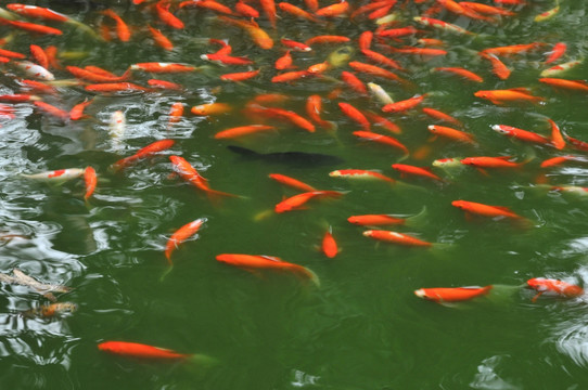 锦锂