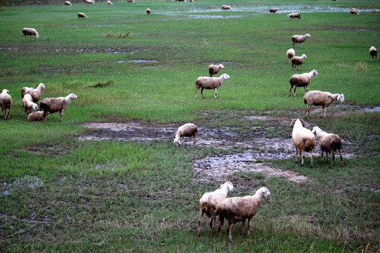 羊群 草原