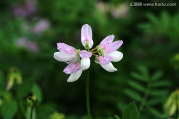 粉色的小冠花