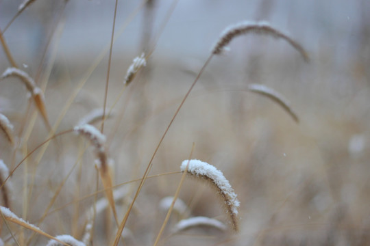 雪压枯草