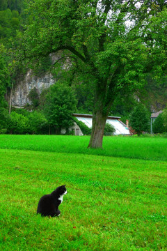 坐在草地上的黑猫