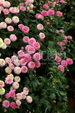 惠州花圃菊花盛开