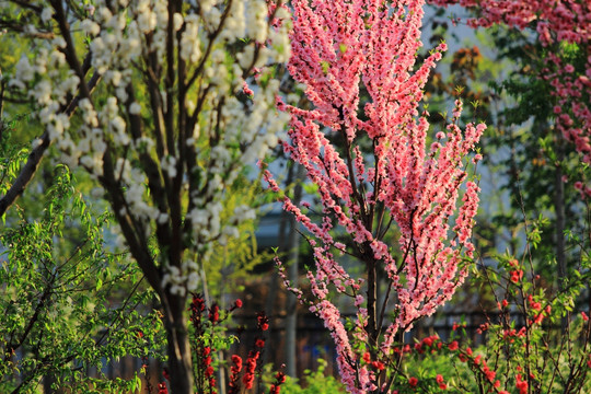 桃花