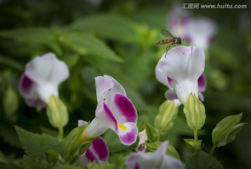 花上的小蜜蜂