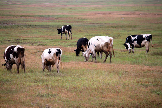 牛 奶牛 牛群 草原 牧区