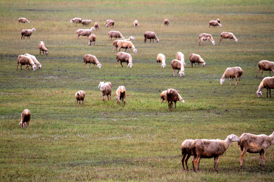 羊群 草原 牧区 内蒙 秋天