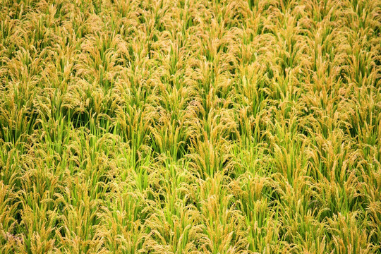 稻子 稻穗 鸟瞰 俯视