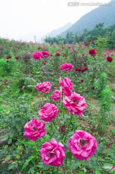玫瑰花