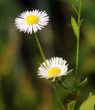 两朵白色的野菊花
