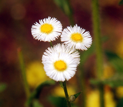 三朵白色的野菊花