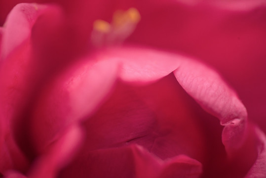 茶花特写