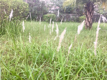 风中飘摇的野草