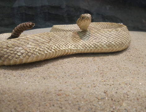 响尾蛇