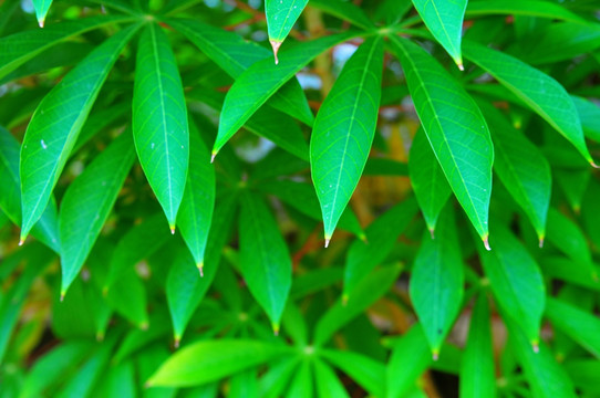 木薯 杂粮 农作物 木薯叶