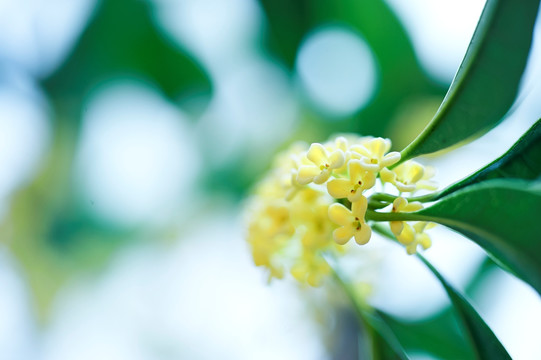 桂花特写