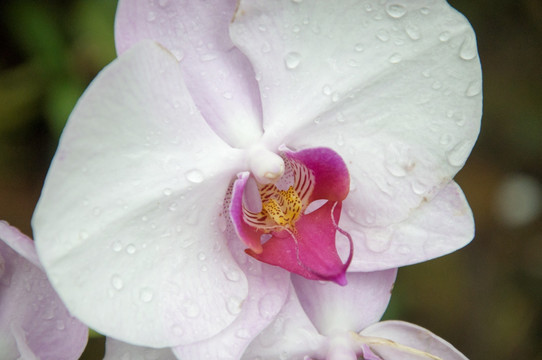 花特写