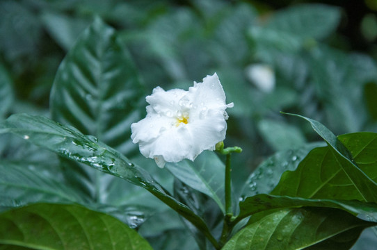 栀子花