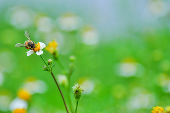 蜜蜂花朵