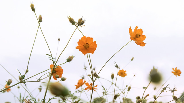 硫华菊