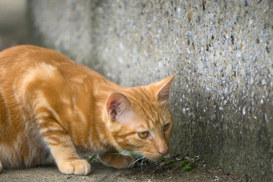 猫 城市中的猫