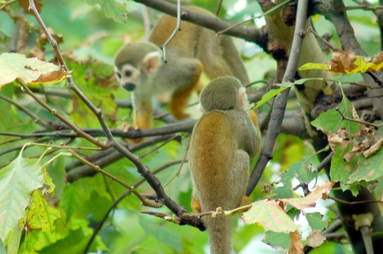 松鼠猴 树林活动的猴子