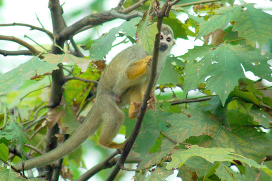松鼠猴 树林活动的猴子
