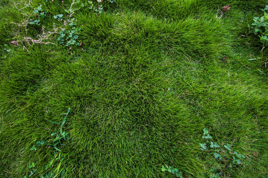 草地 公园 植物