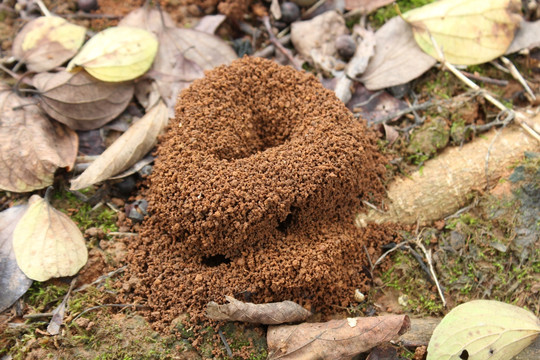 蚁穴 蚂蚁窝