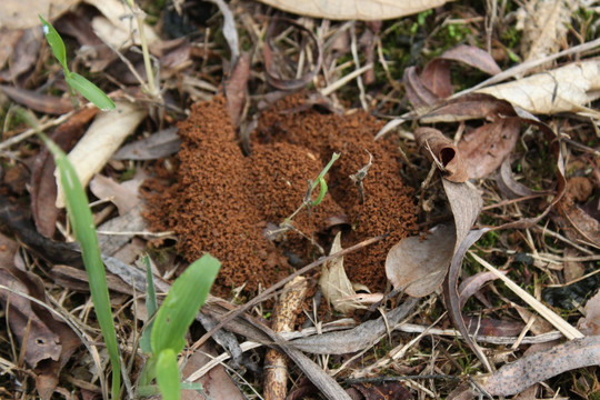 蚁穴 蚂蚁窝