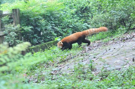小熊猫