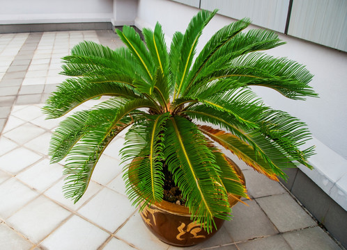 植物 铁树 避火蕉 凤凰松树