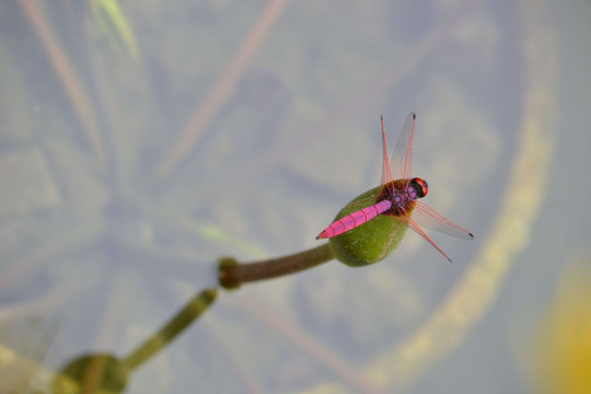 蜻蜓