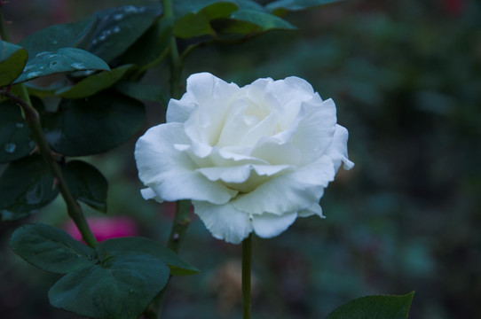 白玫瑰高清摄影