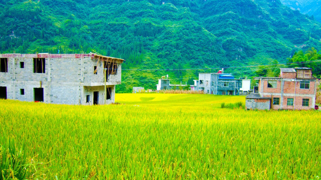 稻田 山村