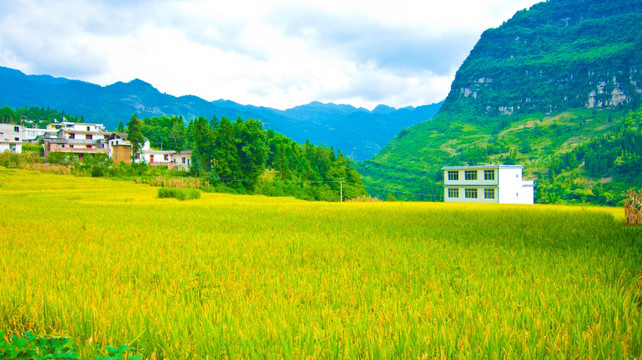 稻田 山村