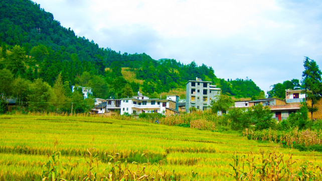 金色稻田 山村