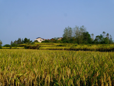 金黄稻谷
