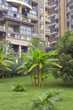 高档住宅小区园林造景 芭蕉树