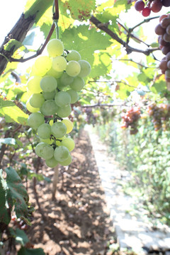 葡萄葡萄园 有机种植