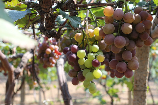 葡萄 葡萄园 有机种植