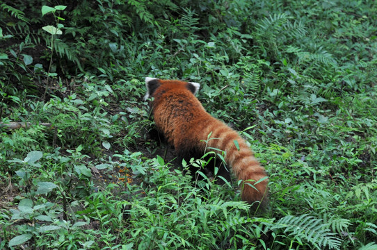 小熊猫