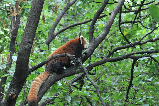 小熊猫