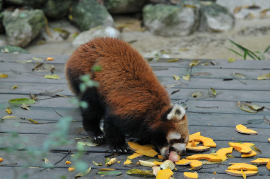 小熊猫