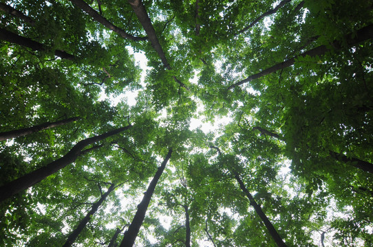 树林