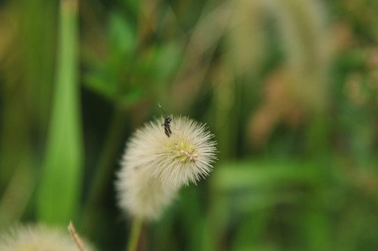 狗尾巴