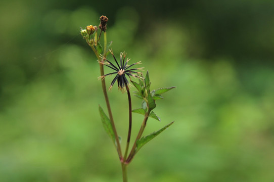 刺针草