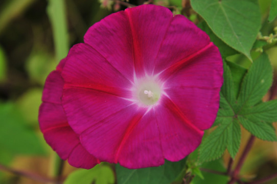 牵牛花